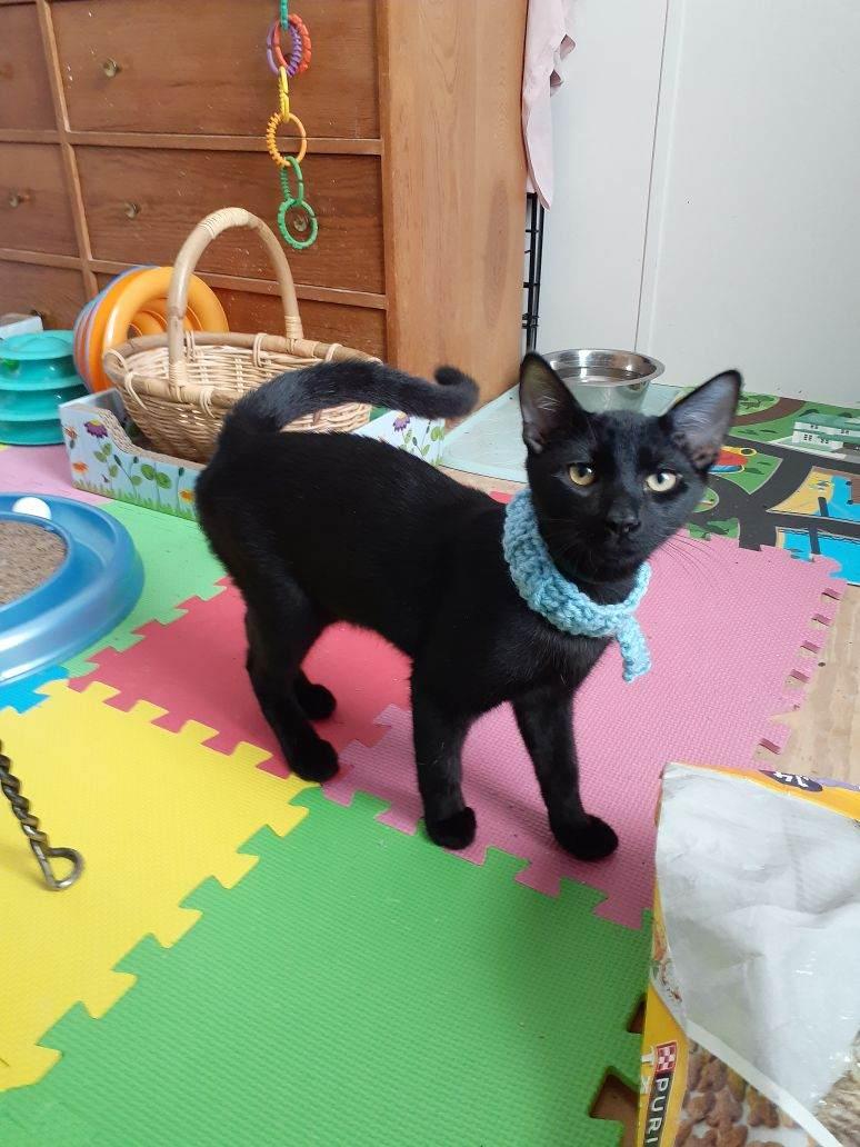 Enlarge Kato, a Adoptable Domestic Short Hair in Wimauma, FL image 3/6