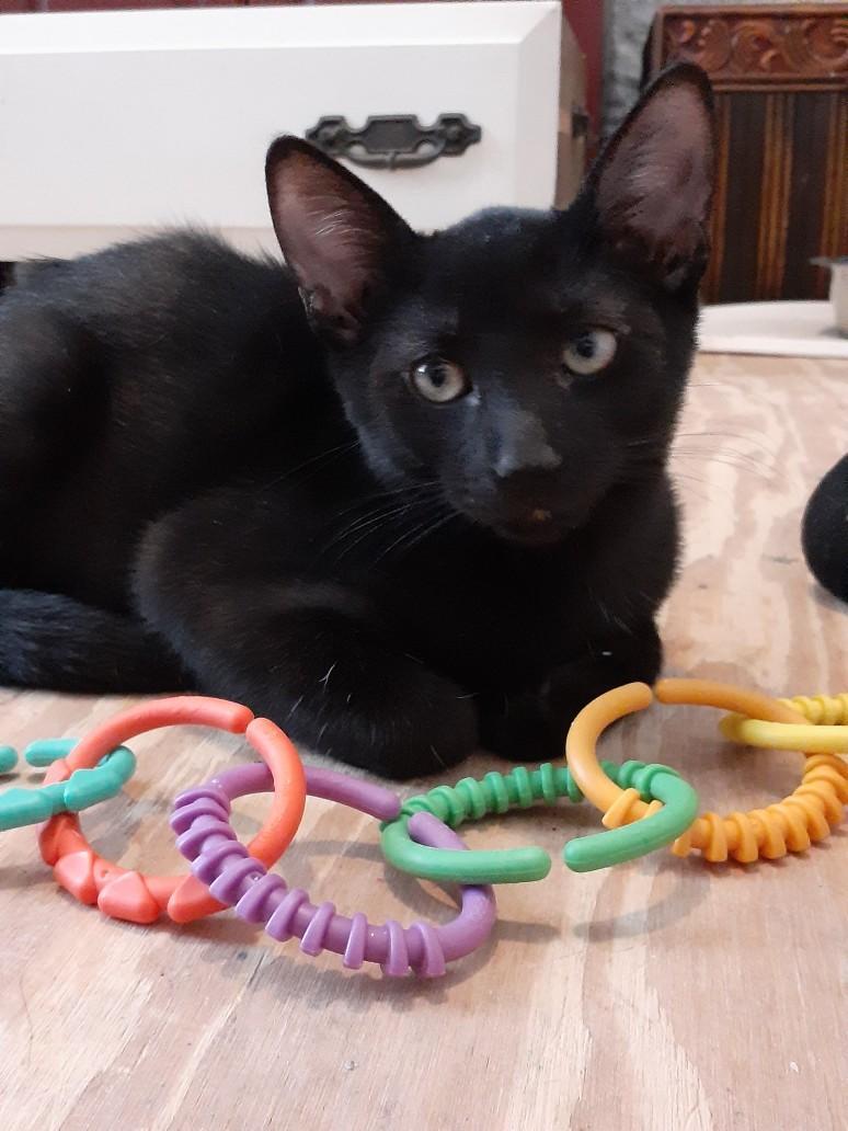 Enlarge Kato, a Adoptable Domestic Short Hair in Wimauma, FL image 2/6