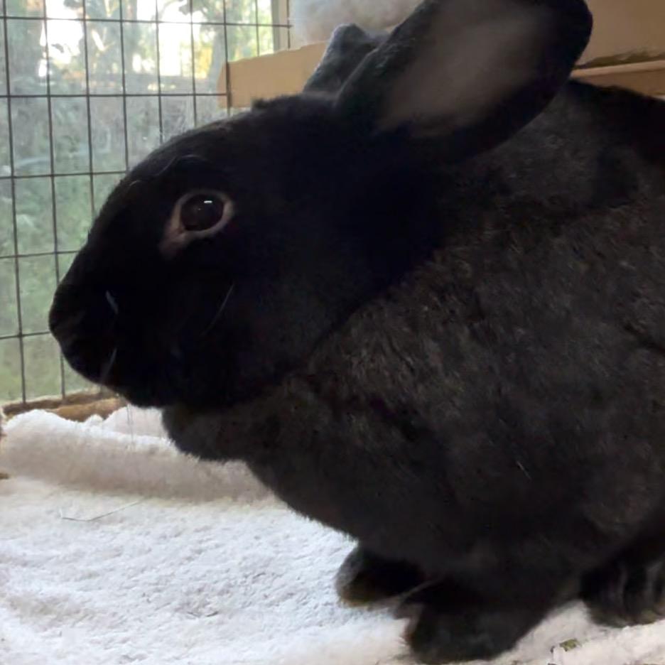 Enlarge Sweetie, a Adoptable Silver in San Francisco, CA image 1/1