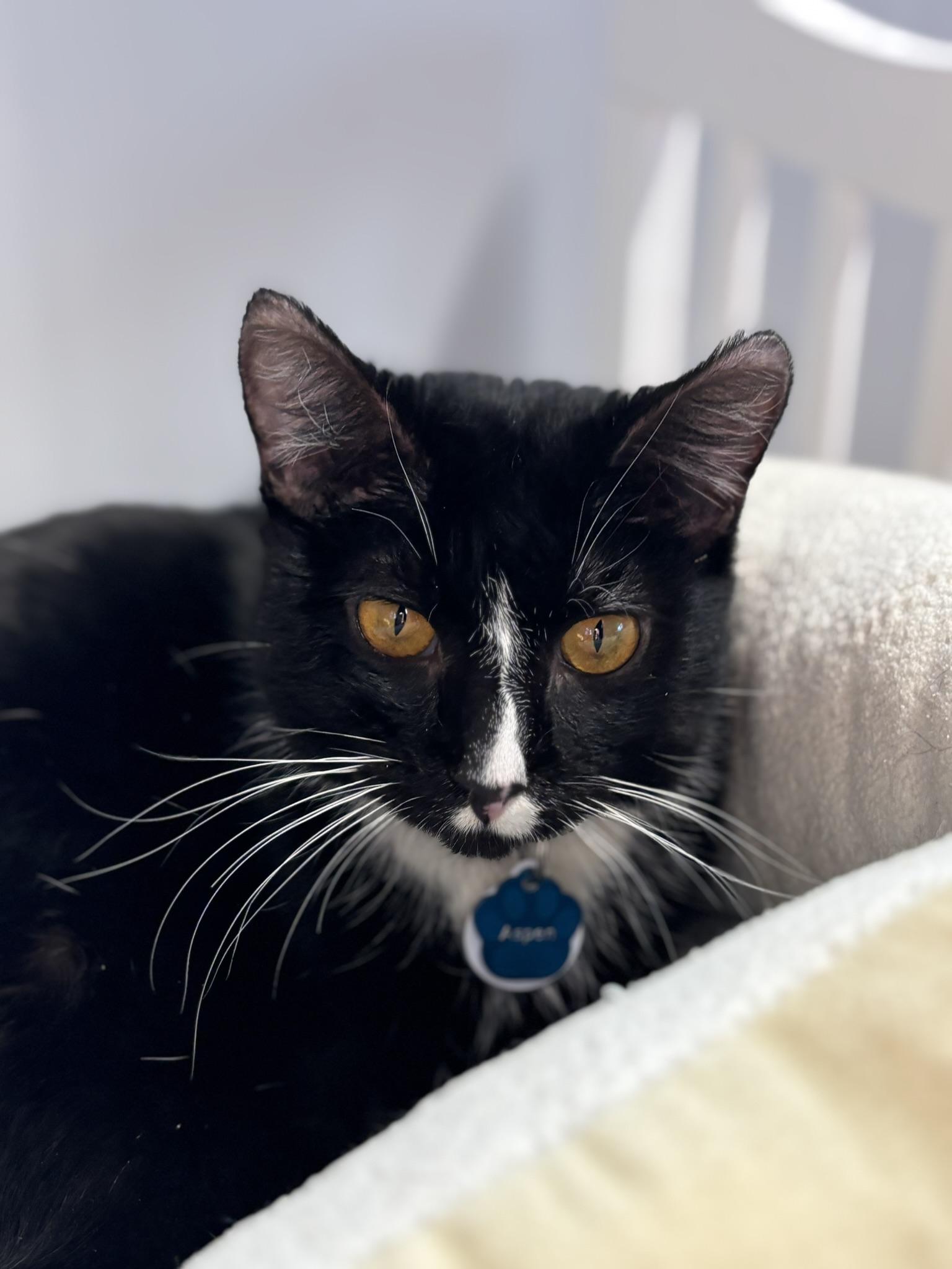 Enlarge Aspen, an adopted Domestic Short Hair in Grand Rapids, MI image 2/4