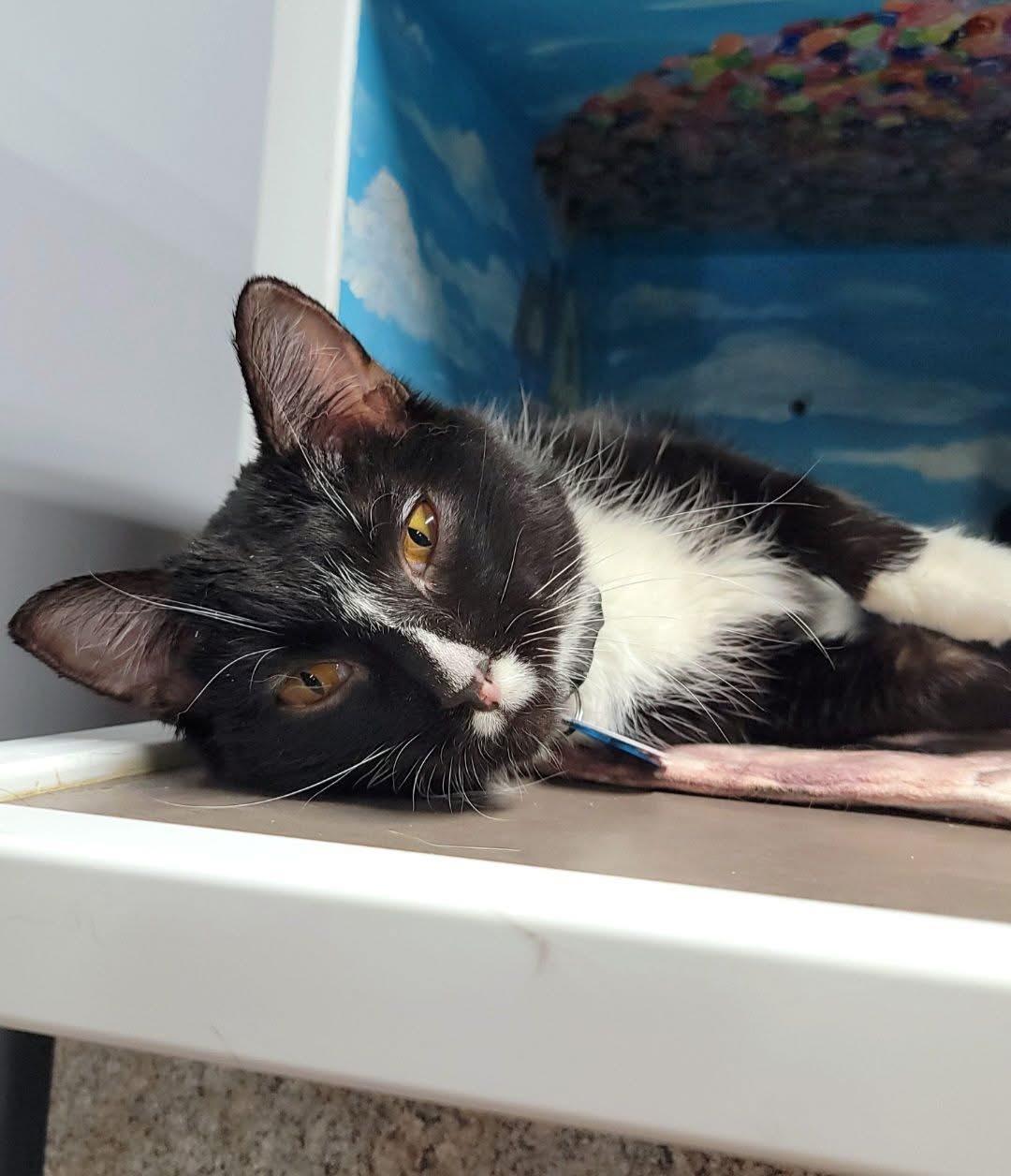 Enlarge Aspen, an adopted Domestic Short Hair in Grand Rapids, MI image 1/4