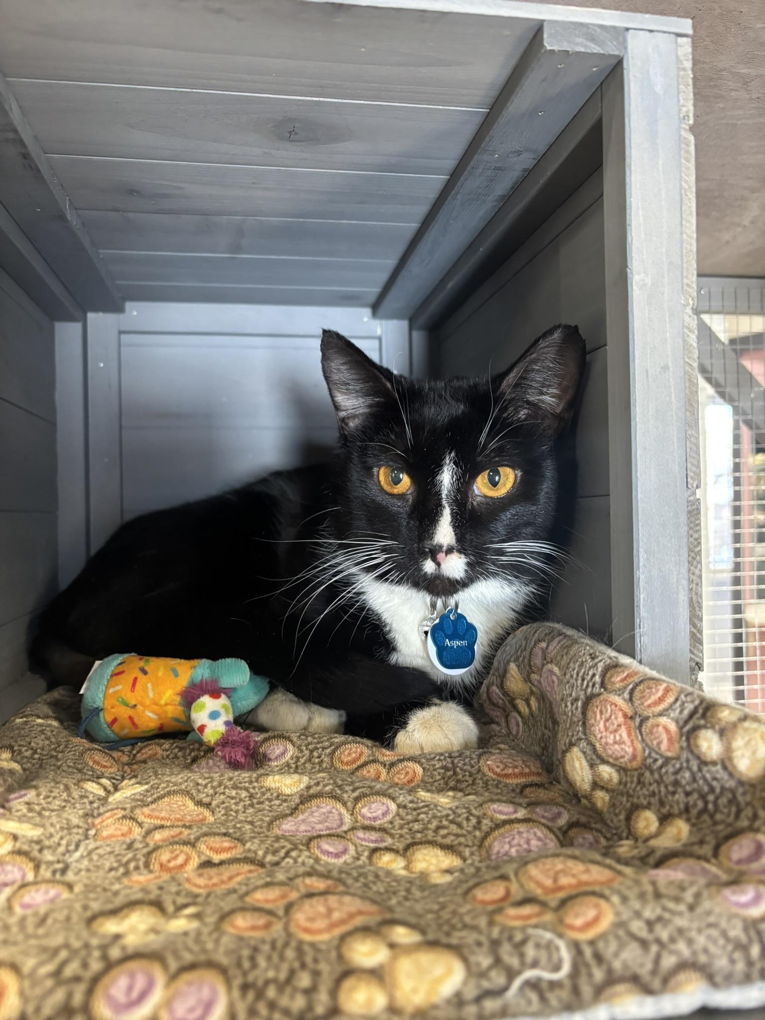 Enlarge Aspen, an adopted Domestic Short Hair in Grand Rapids, MI image 3/4