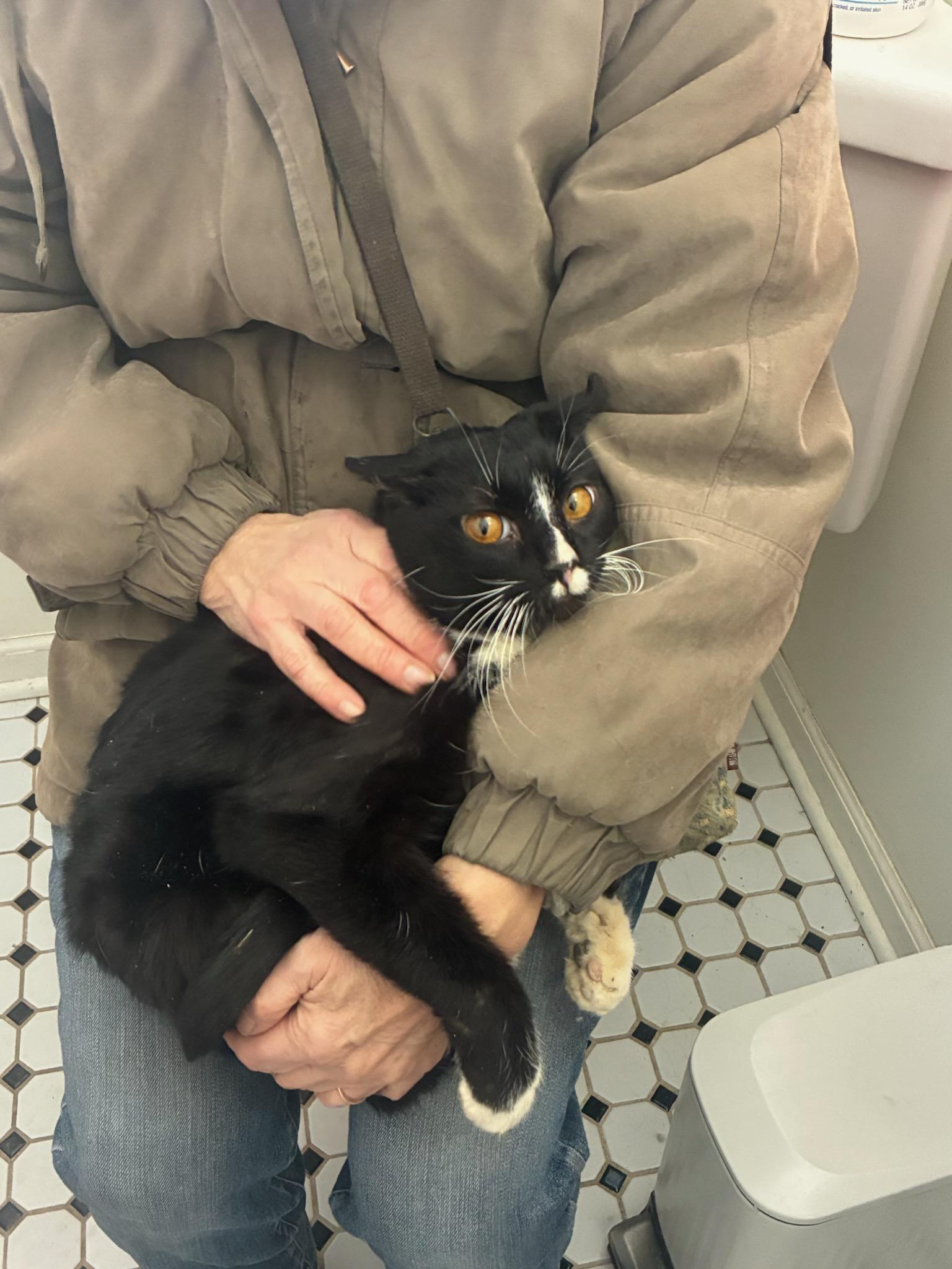 Enlarge Aspen, an adopted Domestic Short Hair in Grand Rapids, MI image 4/4