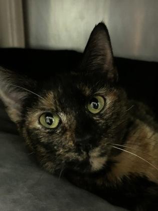 Misty, Adoptable, Adult Female Domestic Short Hair & Domestic Short Hair.