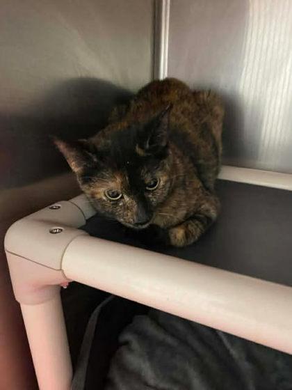 Enlarge Misty, a Adoptable mixed breed in Spruce Pine, NC image 1/1