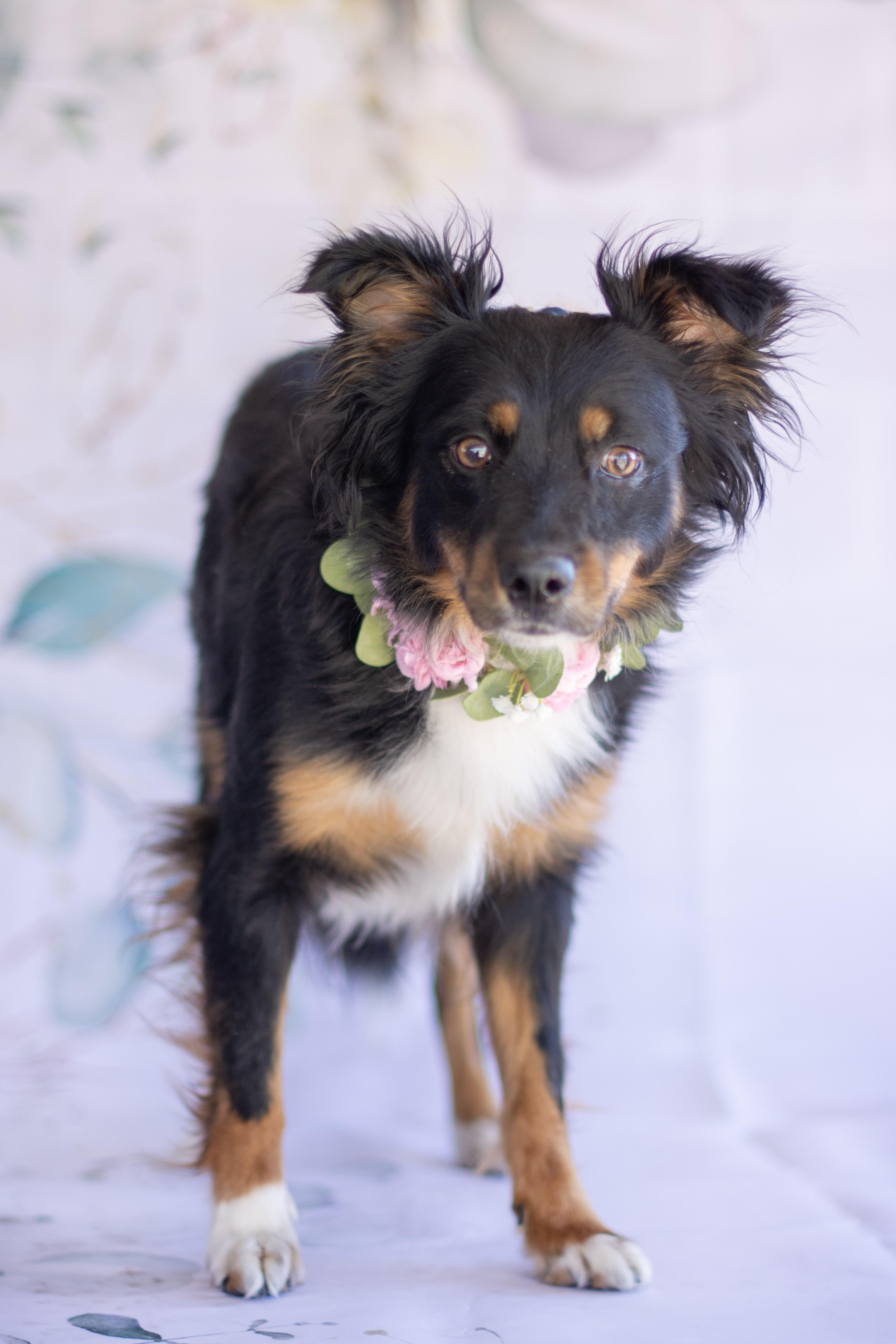 Mimzy, ADOPTABLE, Young Female Australian Shepherd.