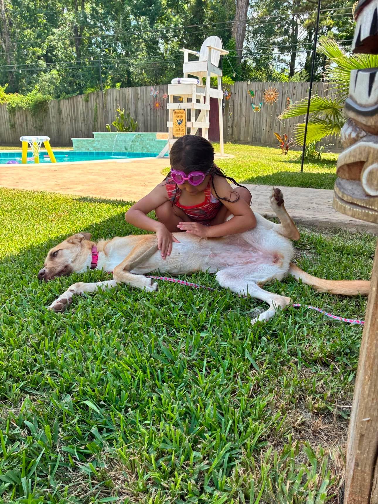 Shirley, a Adoptable mixed breed in Sugar Land, TX image 5/6
