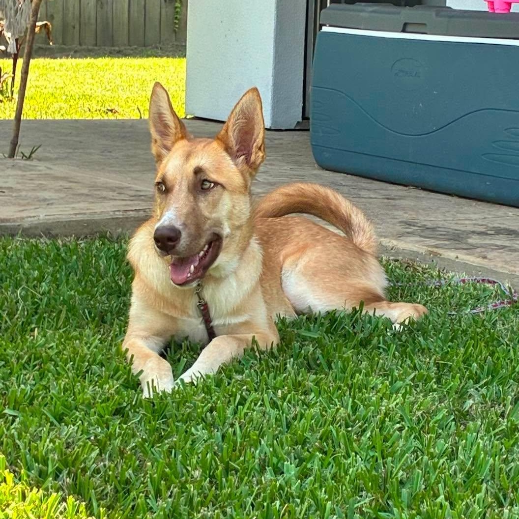 Shirley, a Adoptable mixed breed in Sugar Land, TX image 1/6