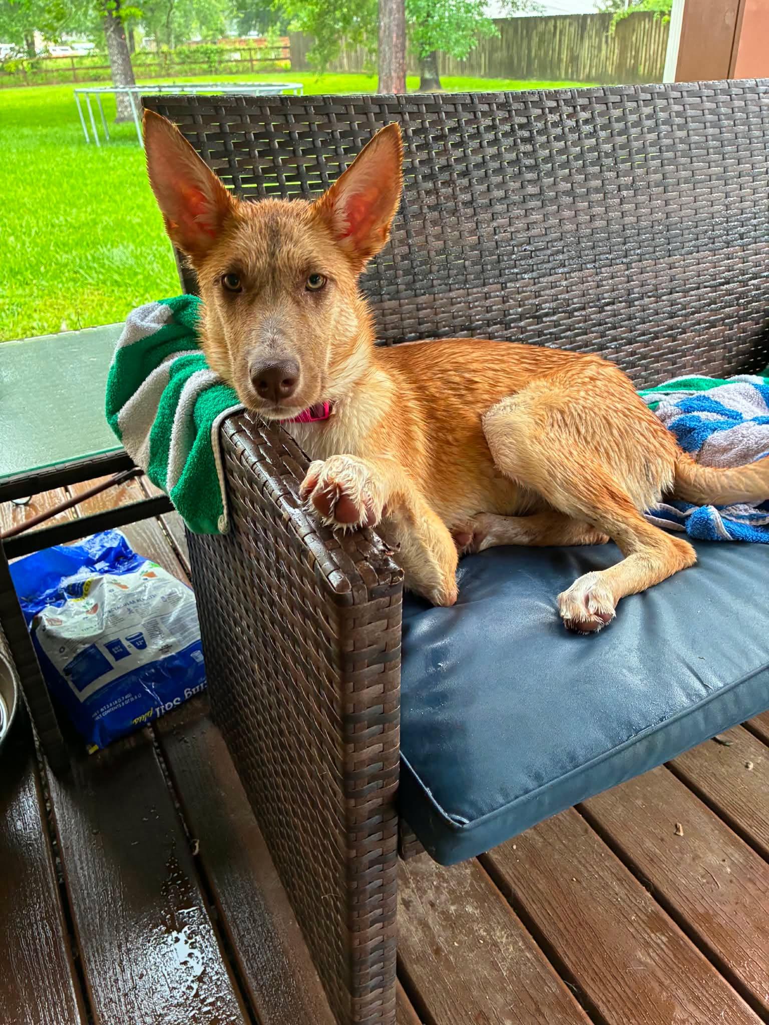 Shirley, a Adoptable mixed breed in Sugar Land, TX image 4/6