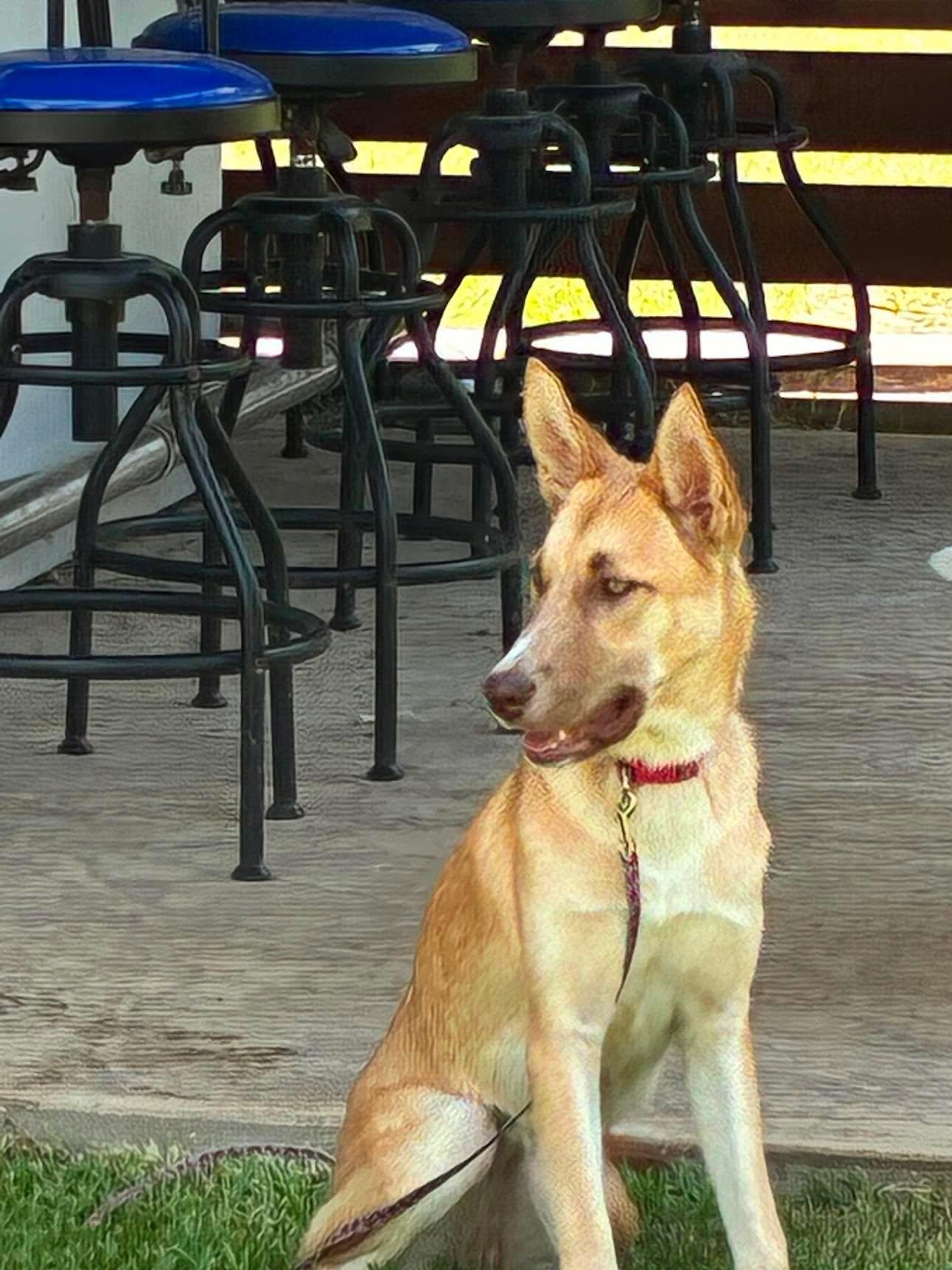 Shirley, a Adoptable mixed breed in Sugar Land, TX image 2/6