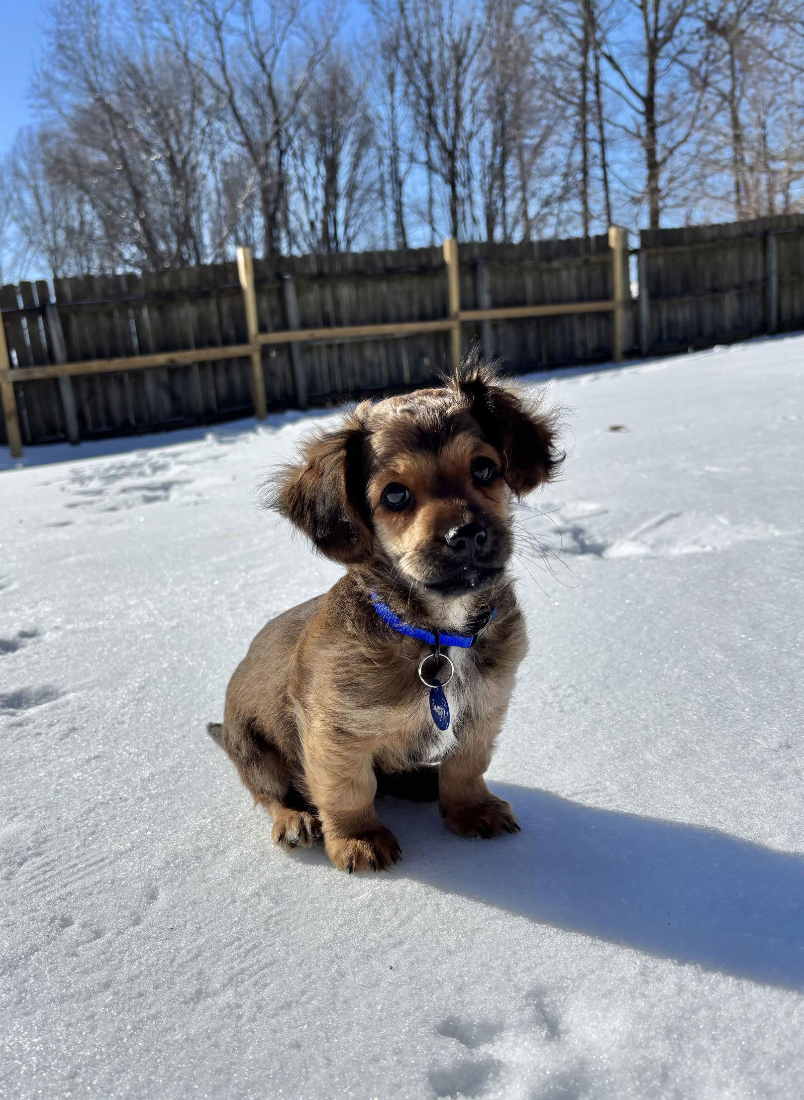 OAKLEY, Adopted, Puppy Male Dachshund & Shih Tzu.
