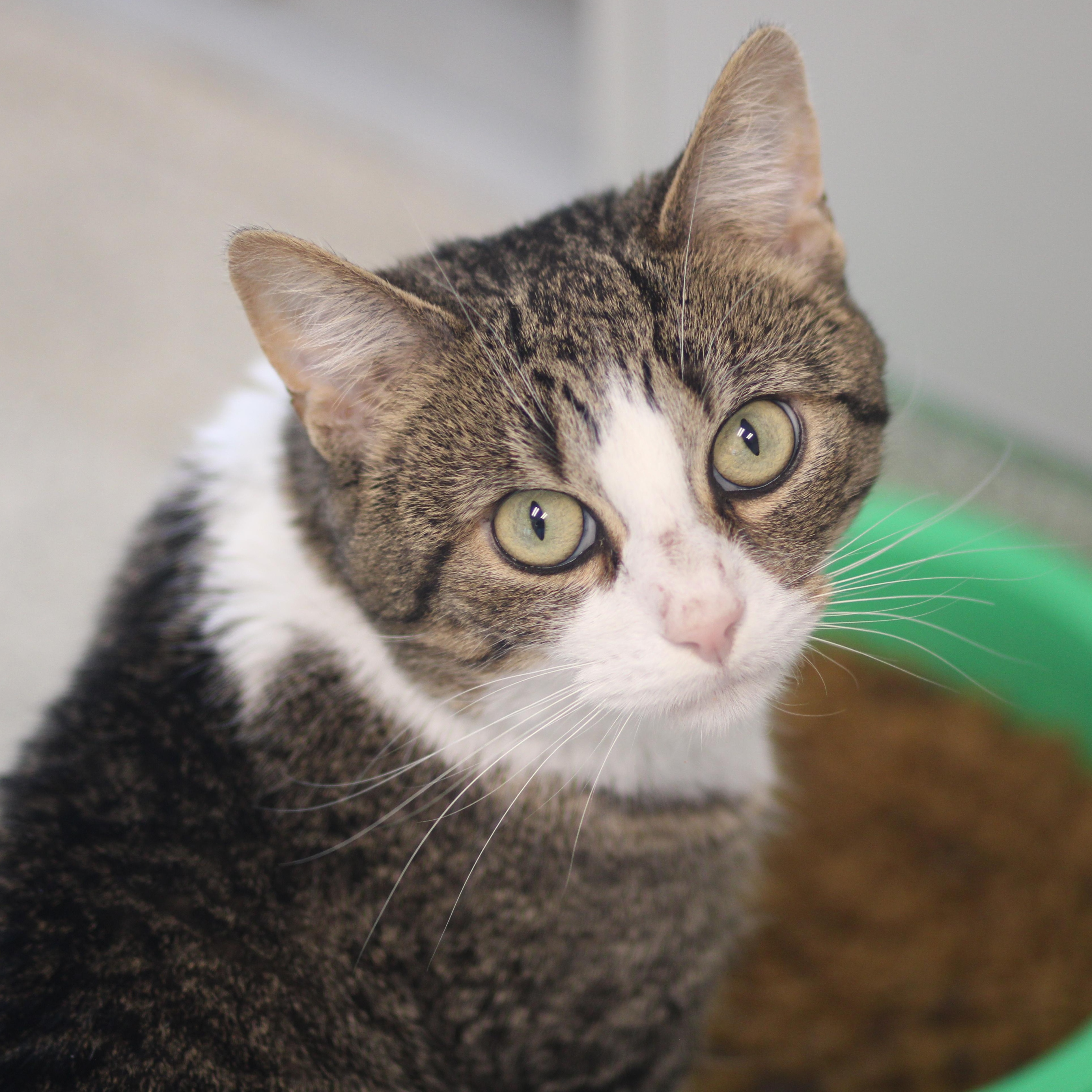 Enlarge Marco, a ADOPTABLE Domestic Short Hair in Cooperstown, NY image 1/5