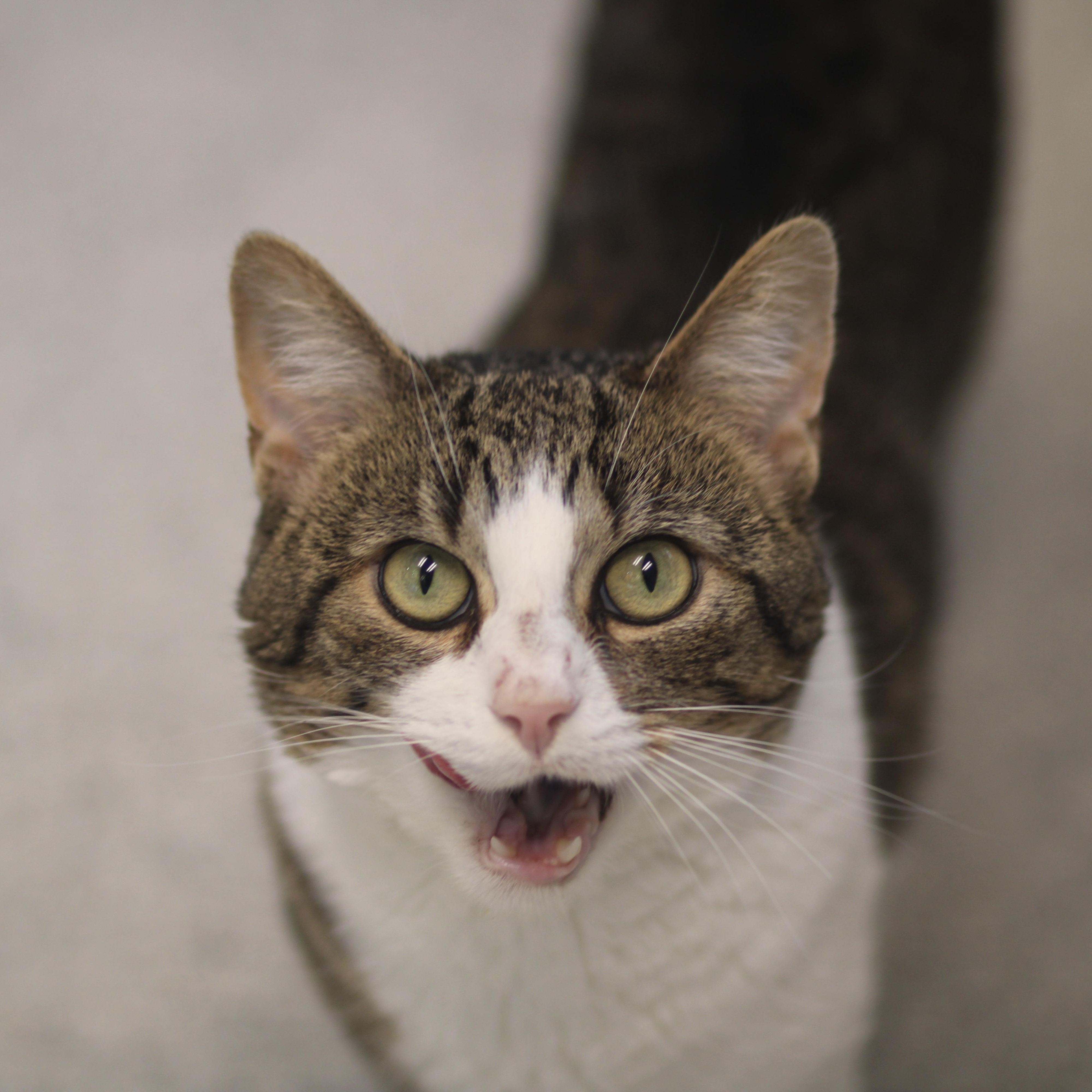 Enlarge Marco, a ADOPTABLE Domestic Short Hair in Cooperstown, NY image 4/5