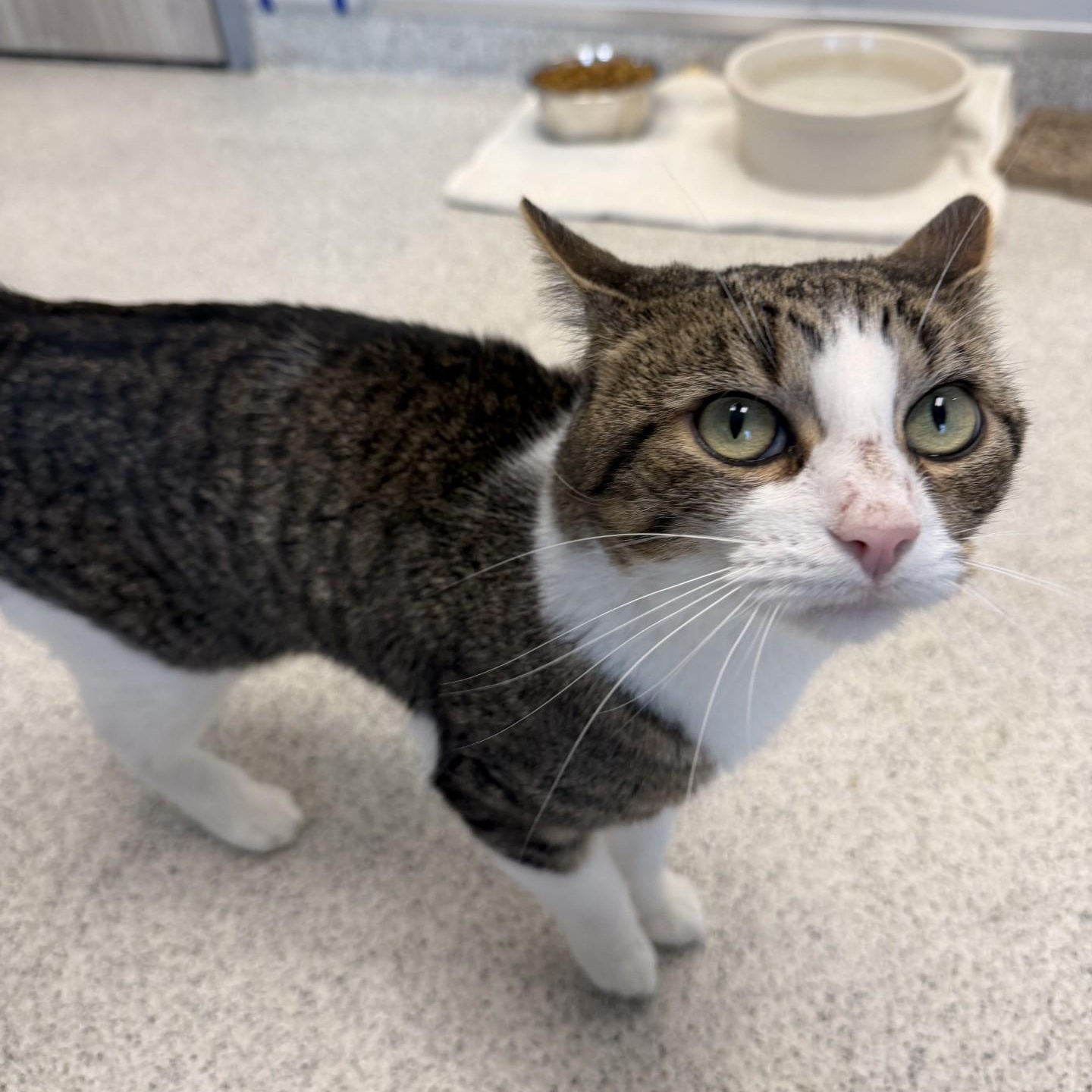 Enlarge Marco, a ADOPTABLE Domestic Short Hair in Cooperstown, NY image 2/5