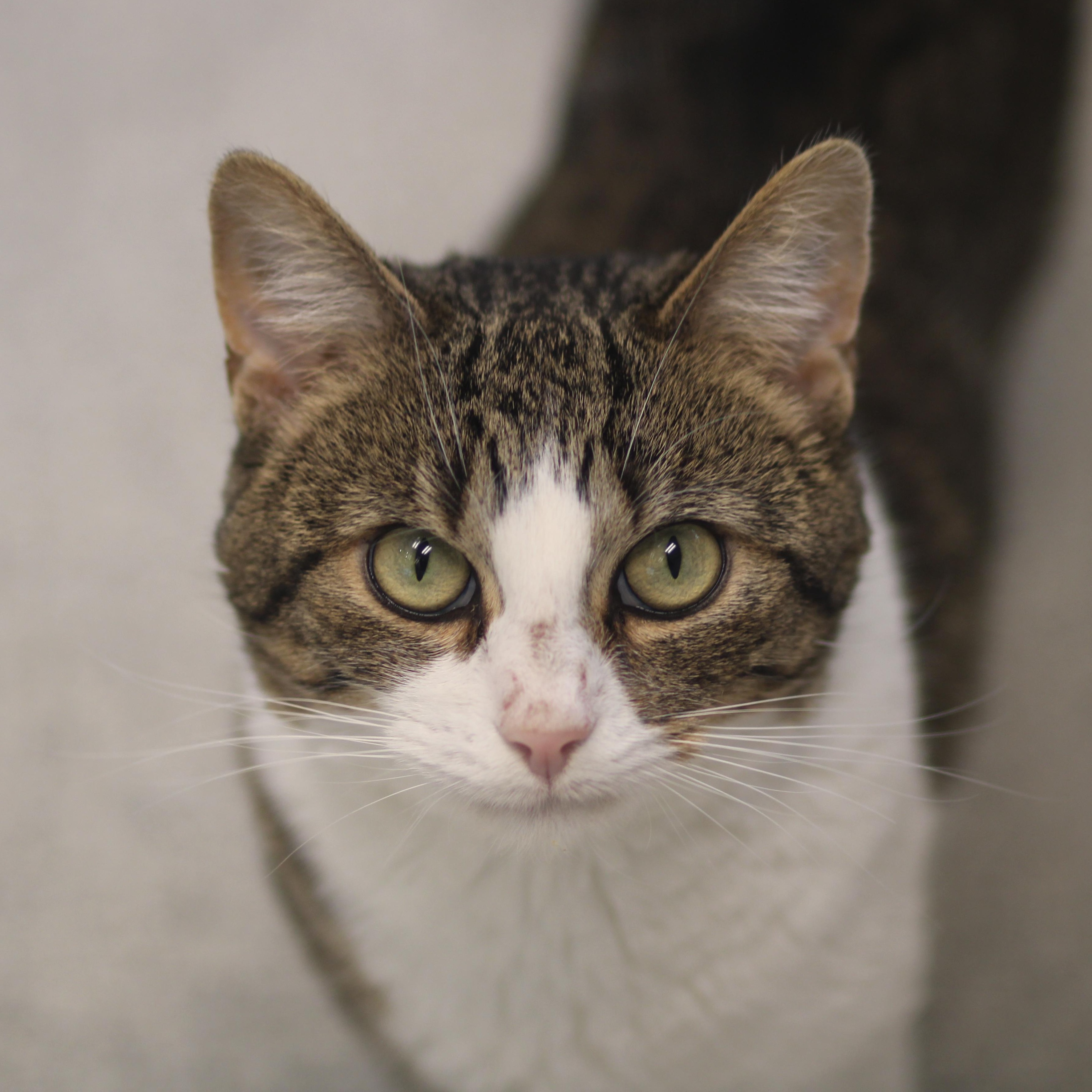 Enlarge Marco, a ADOPTABLE Domestic Short Hair in Cooperstown, NY image 5/5