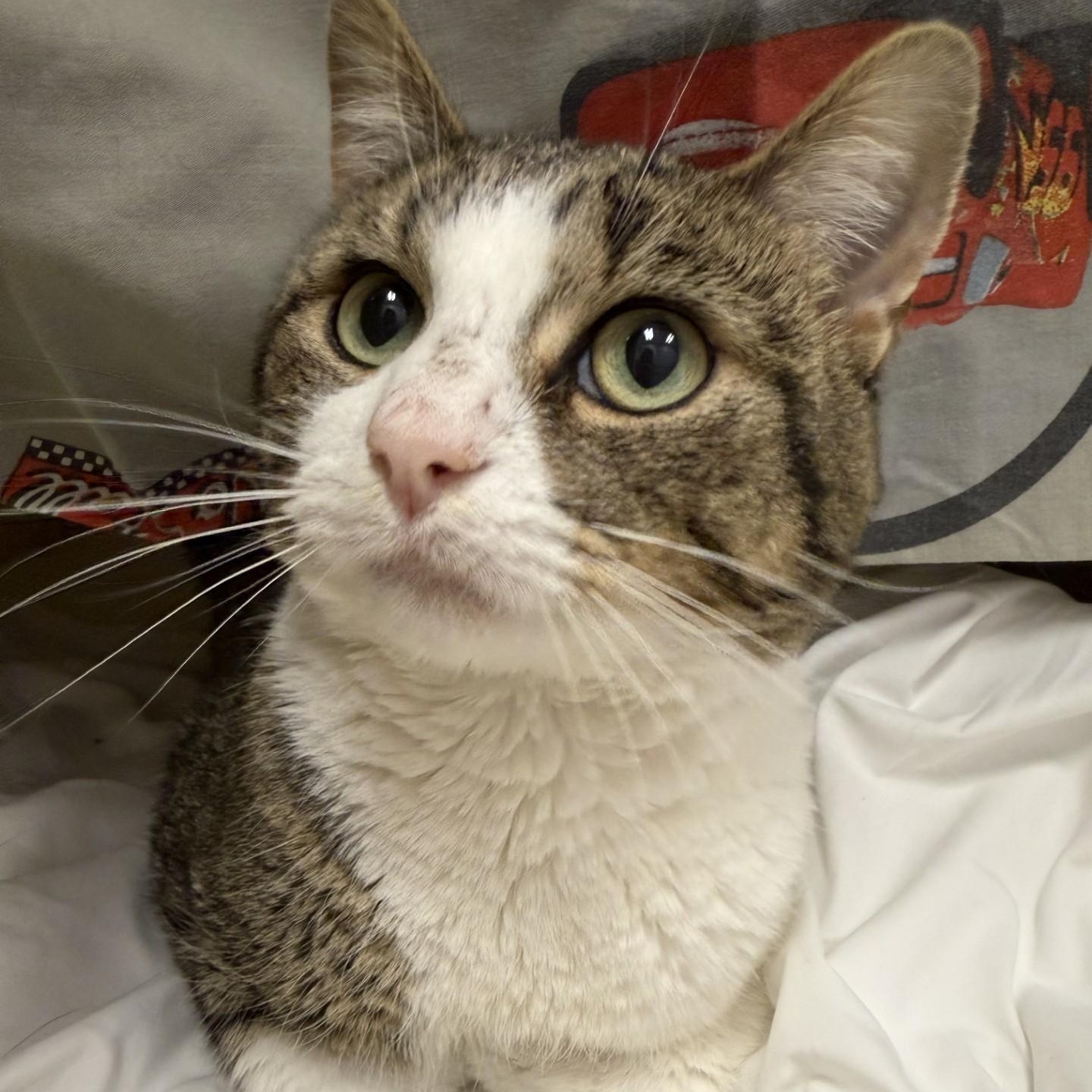 Enlarge Marco, a ADOPTABLE Domestic Short Hair in Cooperstown, NY image 3/5