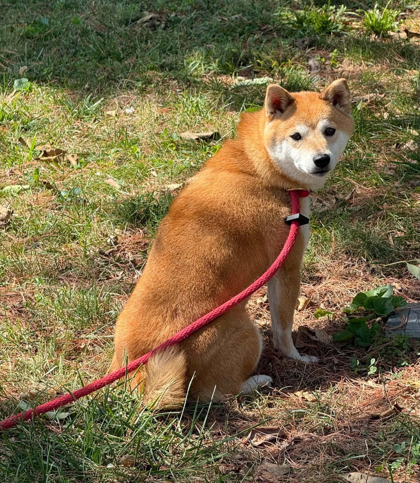 Enlarge Miki, a Adopted Shiba Inu in Springfield, IL image 2/5