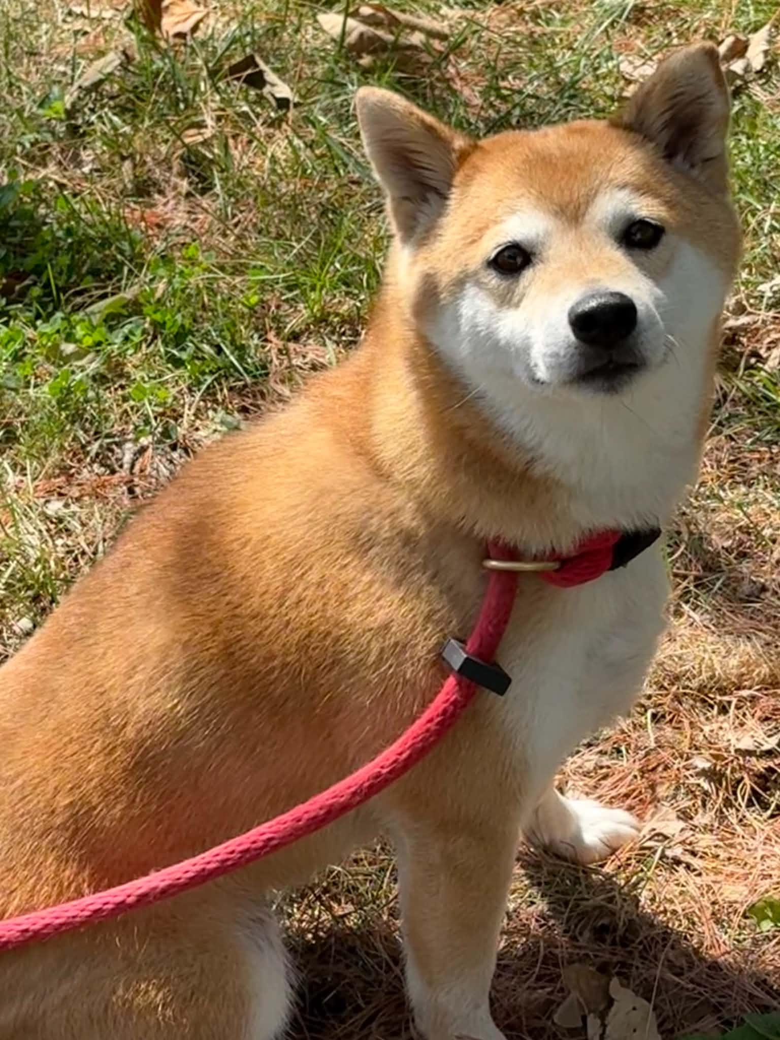 Miki, Adopted, Adult Female Shiba Inu.