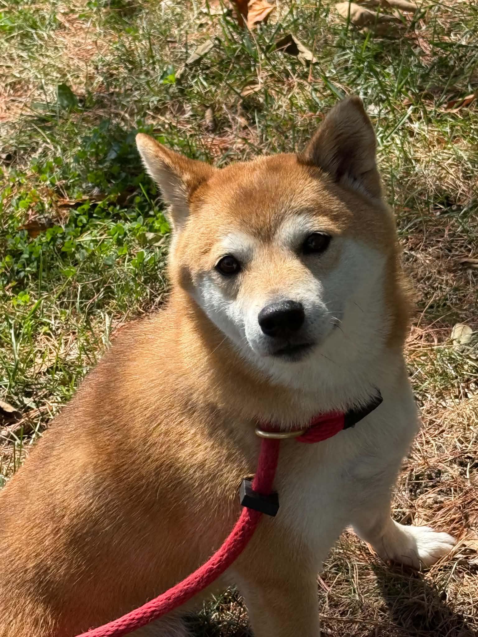 Enlarge Miki, a Adopted Shiba Inu in Springfield, IL image 3/5