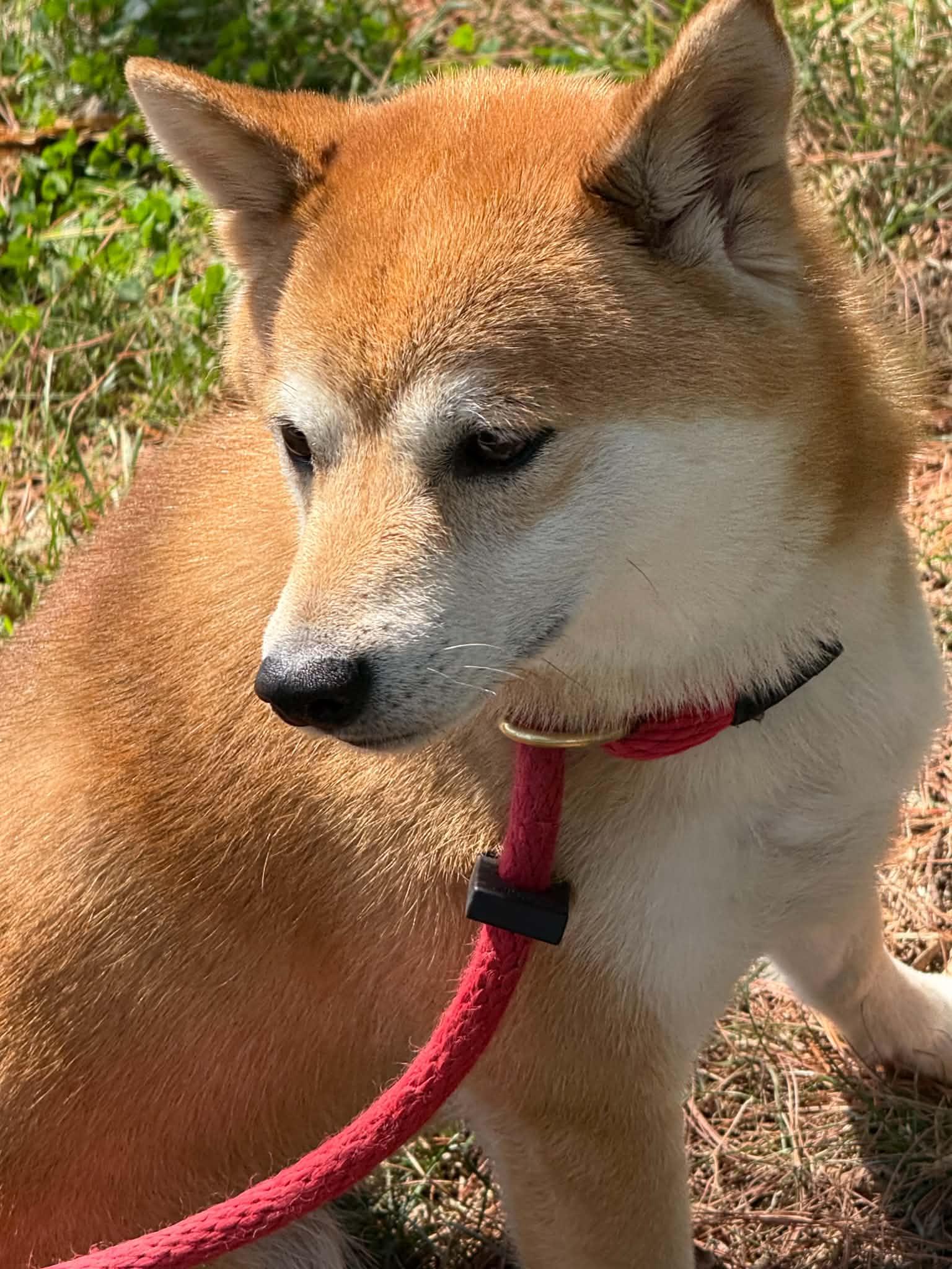 Enlarge Miki, a Adopted Shiba Inu in Springfield, IL image 4/5