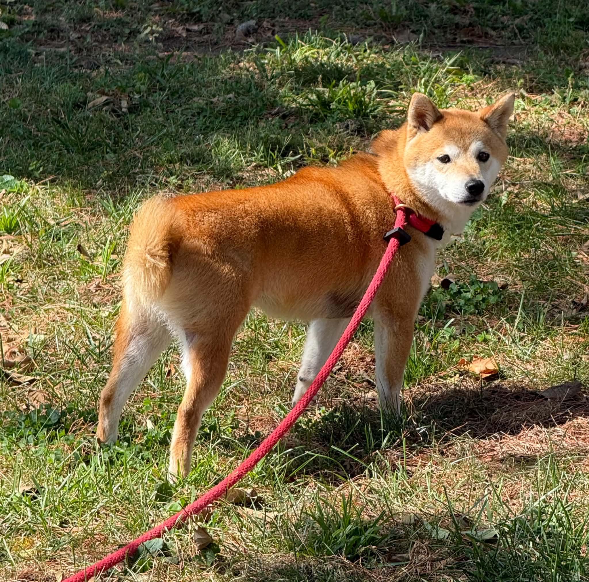 Enlarge Miki, a Adopted Shiba Inu in Springfield, IL image 5/5