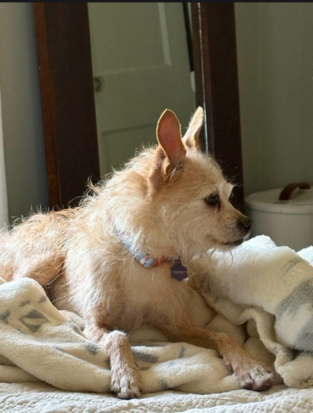 Greta, an adopted mixed breed in Greenville, SC image 3/6