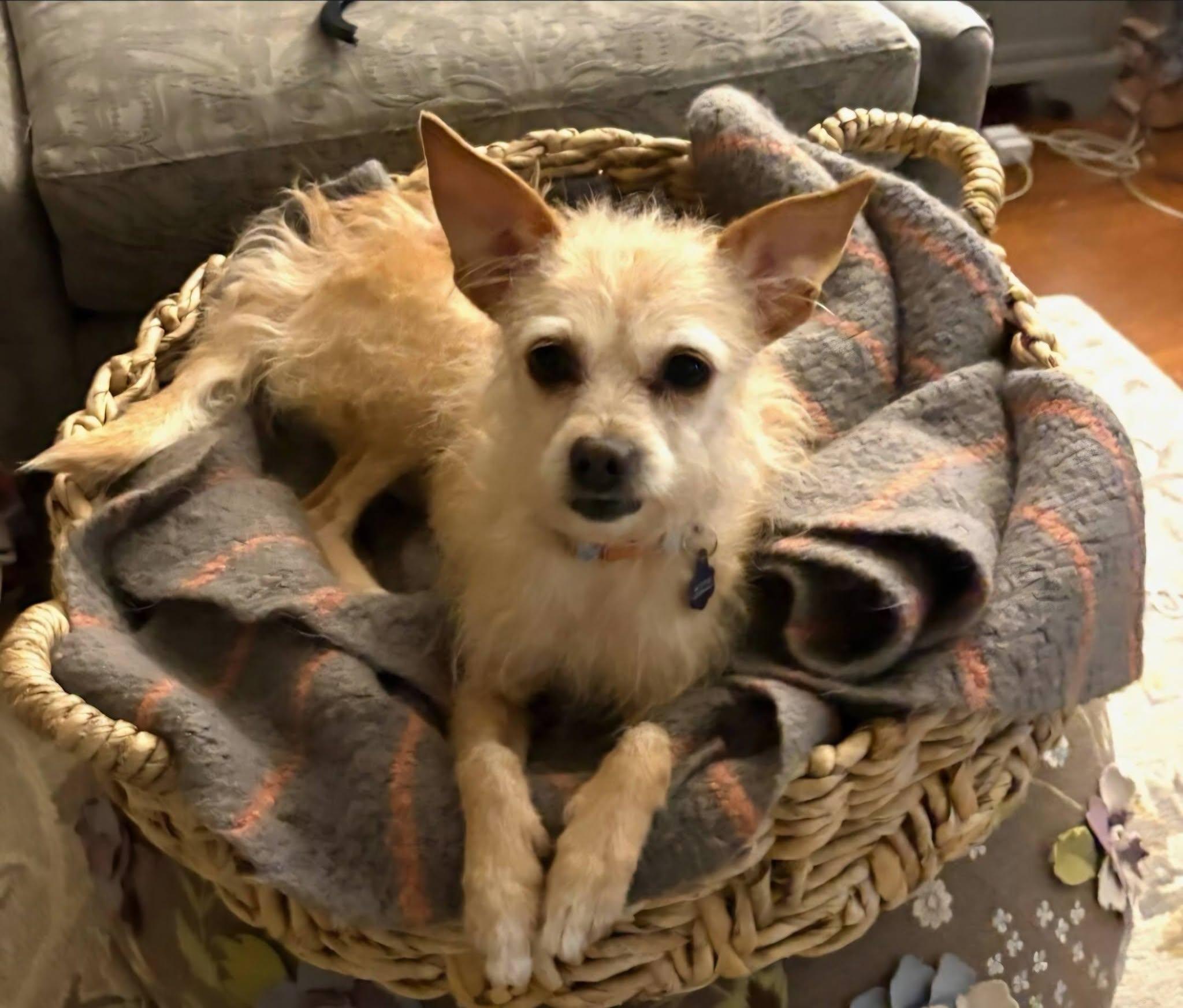 Greta, an adopted mixed breed in Greenville, SC image 1/6