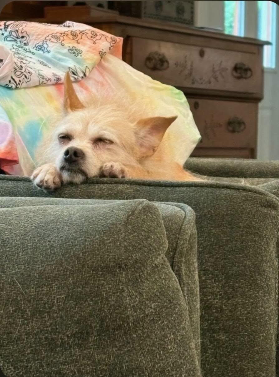 Greta, an adopted mixed breed in Greenville, SC image 2/6