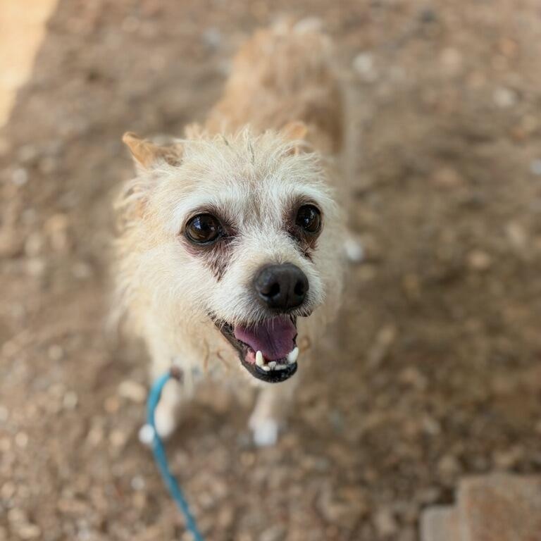 Greta, an adopted mixed breed in Greenville, SC image 5/6