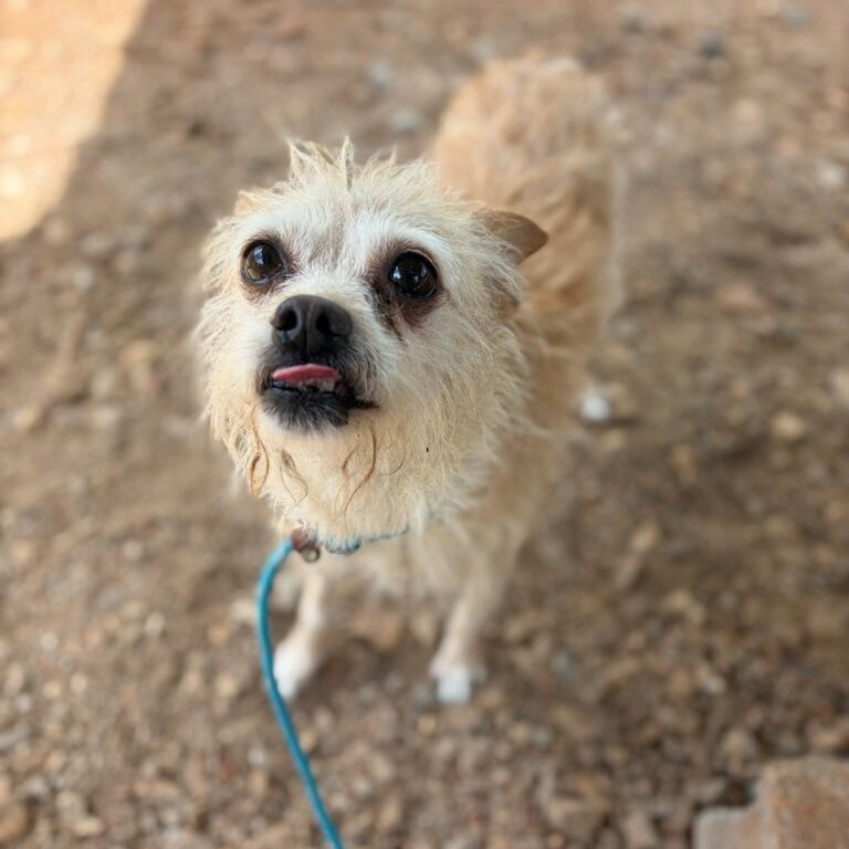 Greta, an adopted mixed breed in Greenville, SC image 4/6