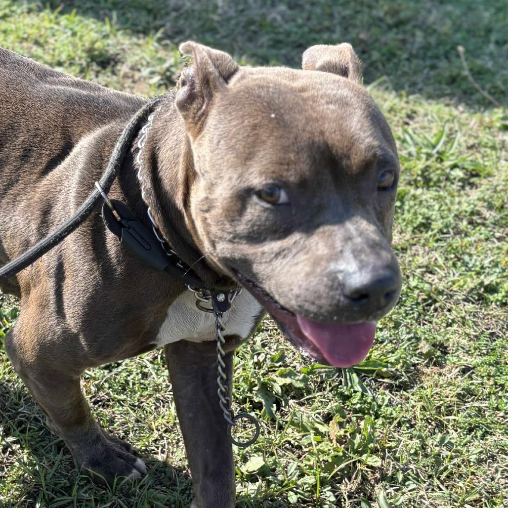 Kingston, Adoptable, Adult Male Terrier.