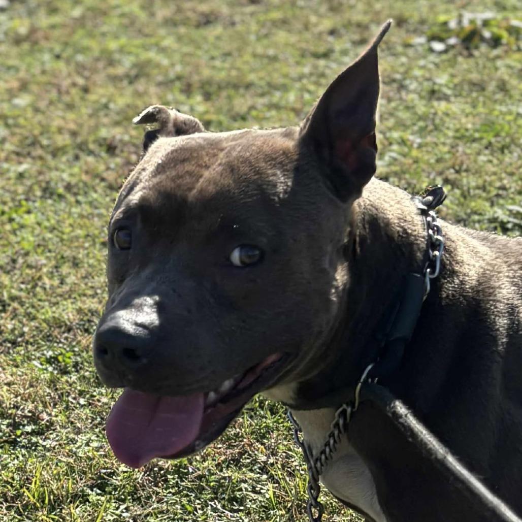 Kingston, a Adoptable Terrier in Hackett, AR image 2/5