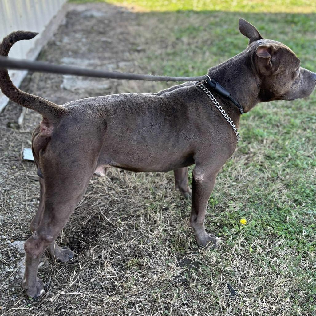 Kingston, a Adoptable Terrier in Hackett, AR image 3/5