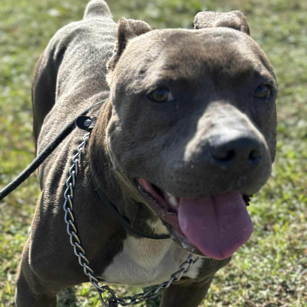 Kingston, a Adoptable Terrier in Hackett, AR image 4/5