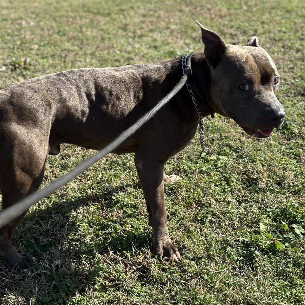 Kingston, a Adoptable Terrier in Hackett, AR image 5/5