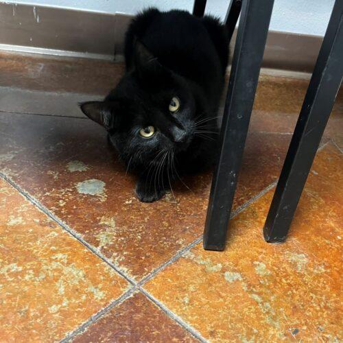 Dory, Adoptable, Young Female Bombay.