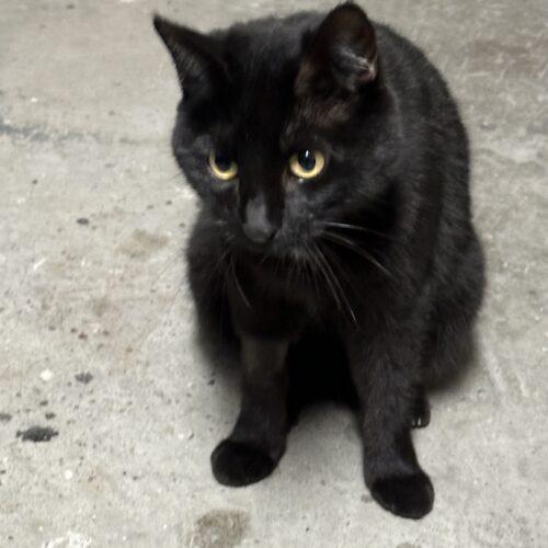 Dory, a Adoptable Bombay in Paulina, LA image 2/3