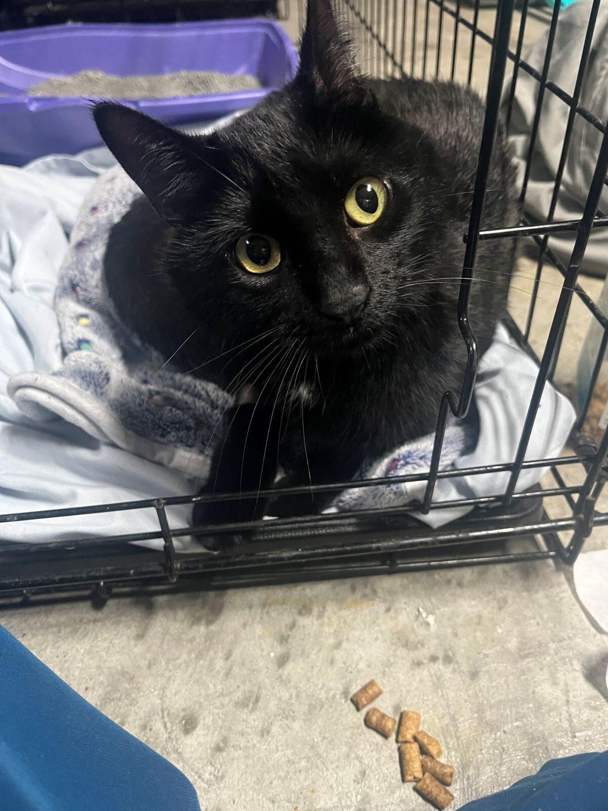 Dory, a Adoptable Bombay in Paulina, LA image 3/3