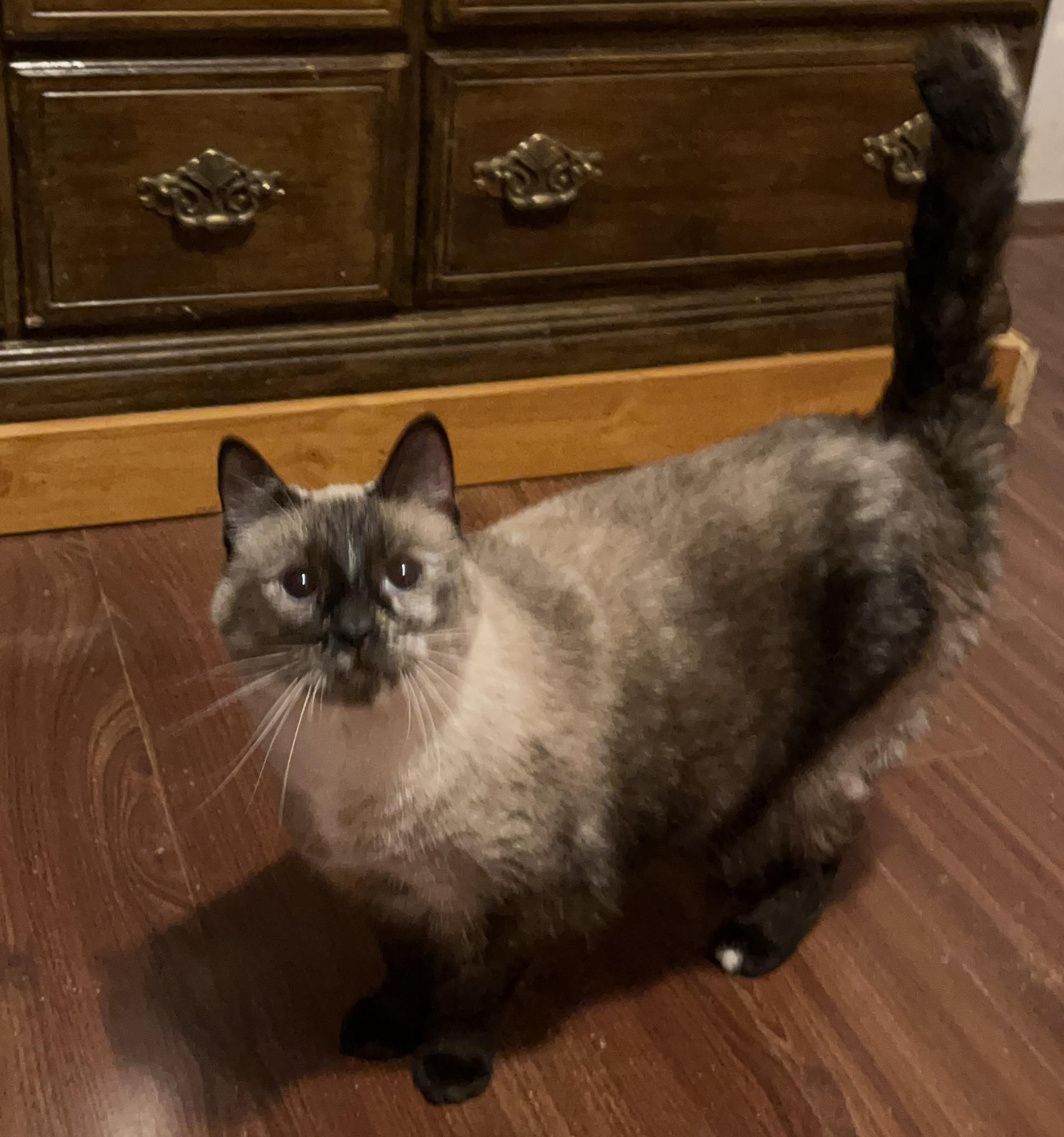 Zuzu, ADOPTABLE, Adult Female Siamese.