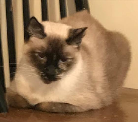 Enlarge Zuzu, a ADOPTABLE Siamese in Columbia, SC image 2/2
