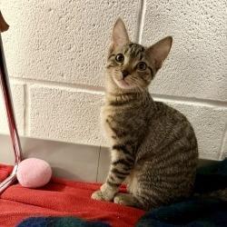 Yang, a Adoptable Domestic Short Hair in Phoenix, AZ image 1/2