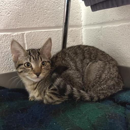 Yang, a Adoptable Domestic Short Hair in Phoenix, AZ image 2/2