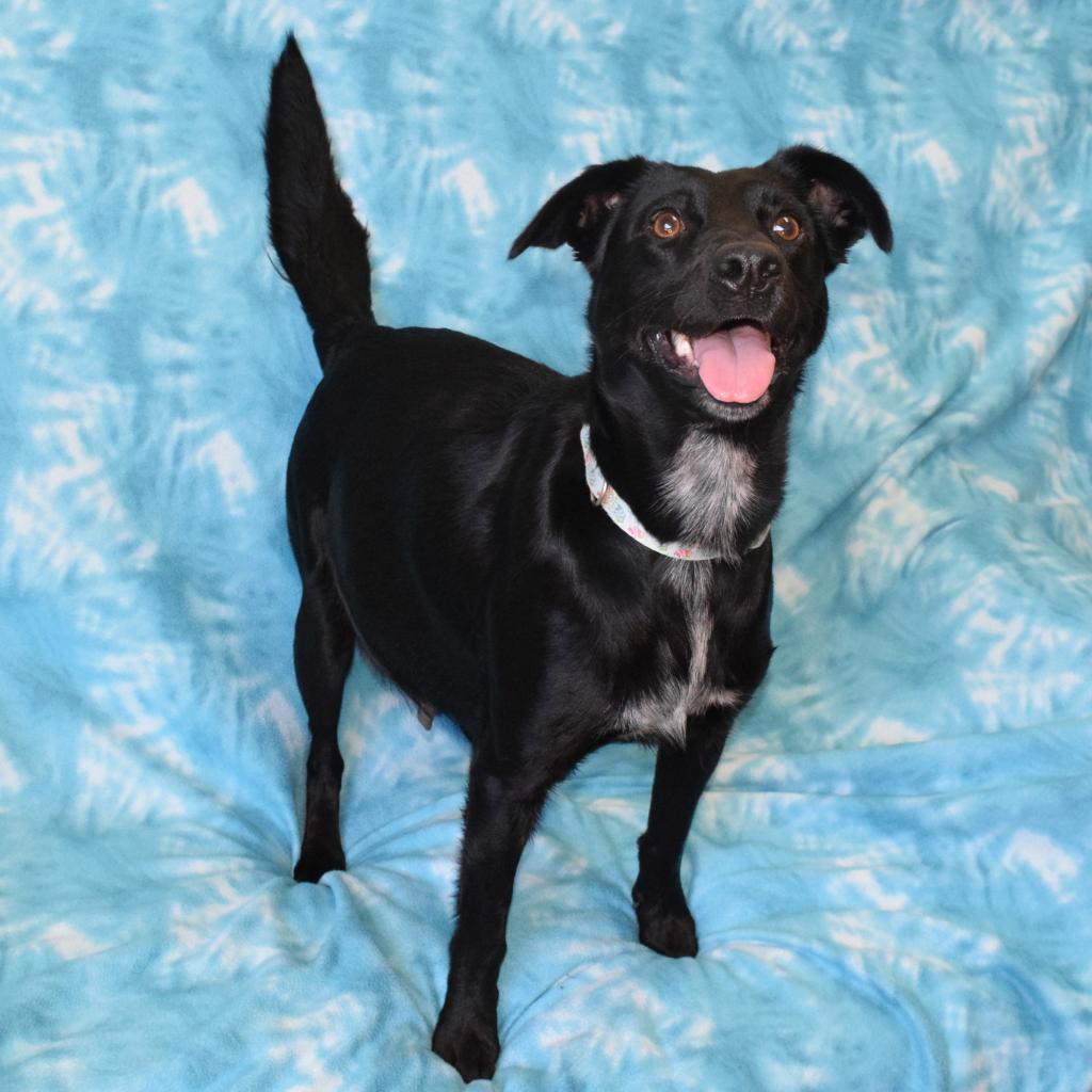Meadow, a Adoptable Border Collie in Eureka, CA image 1/4