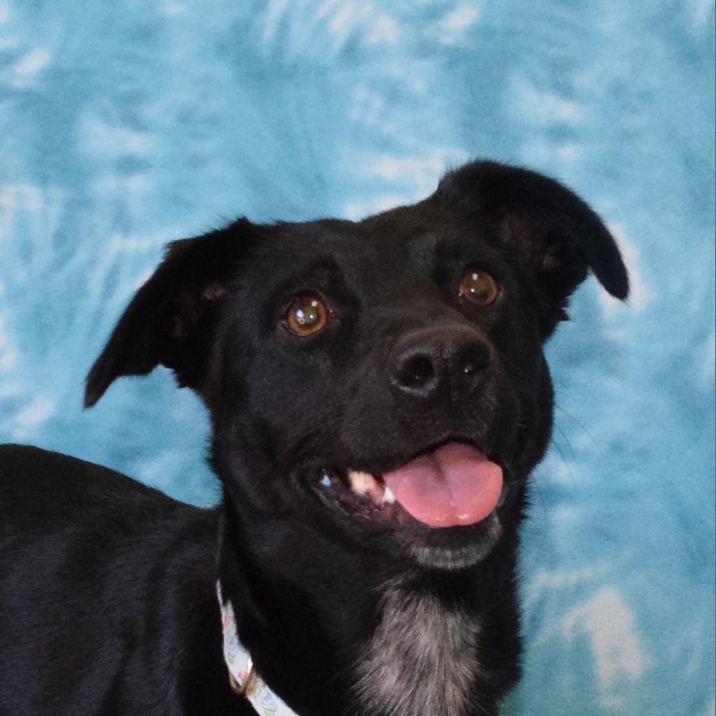 Meadow, a Adoptable Border Collie in Eureka, CA image 2/4