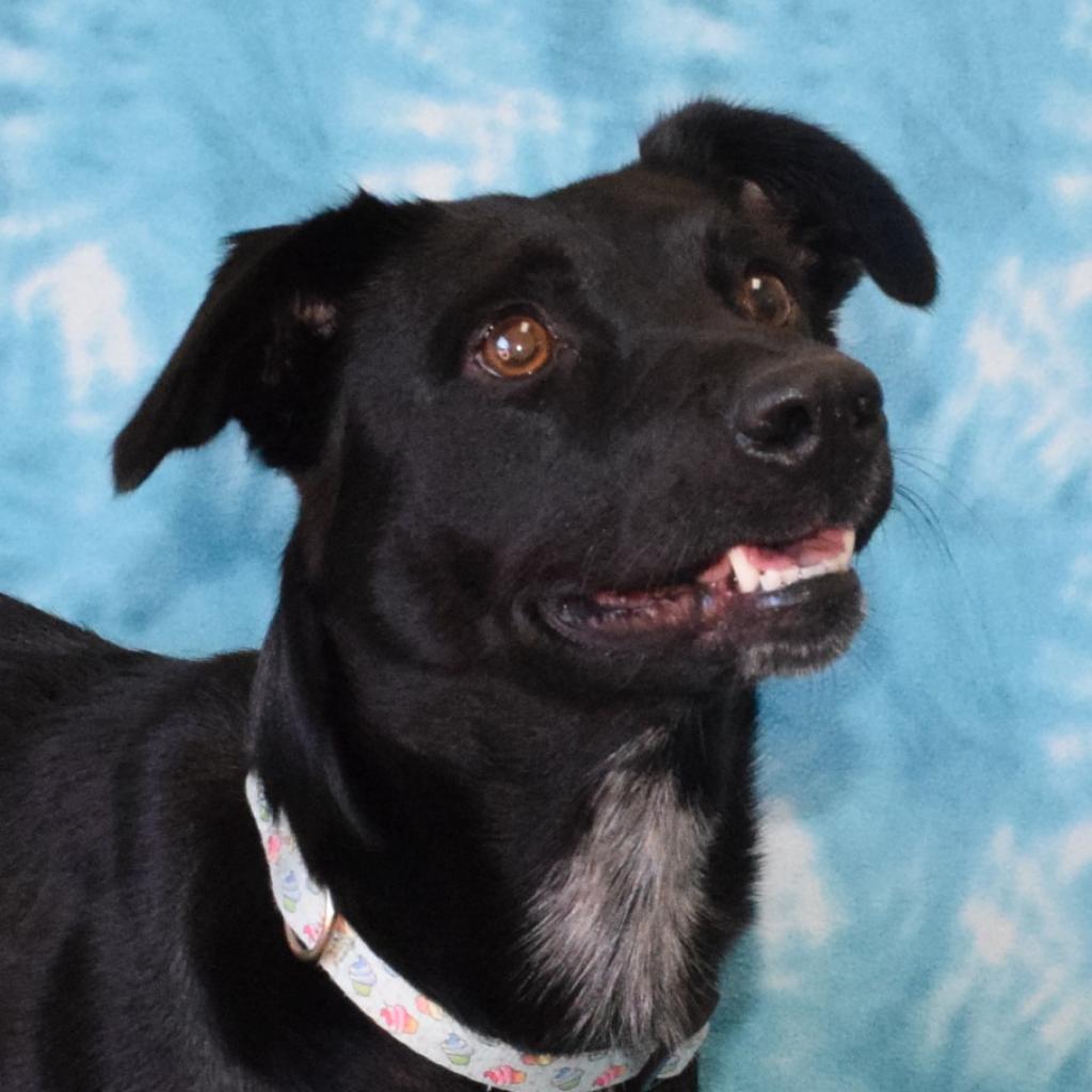 Meadow, a Adoptable Border Collie in Eureka, CA image 3/4