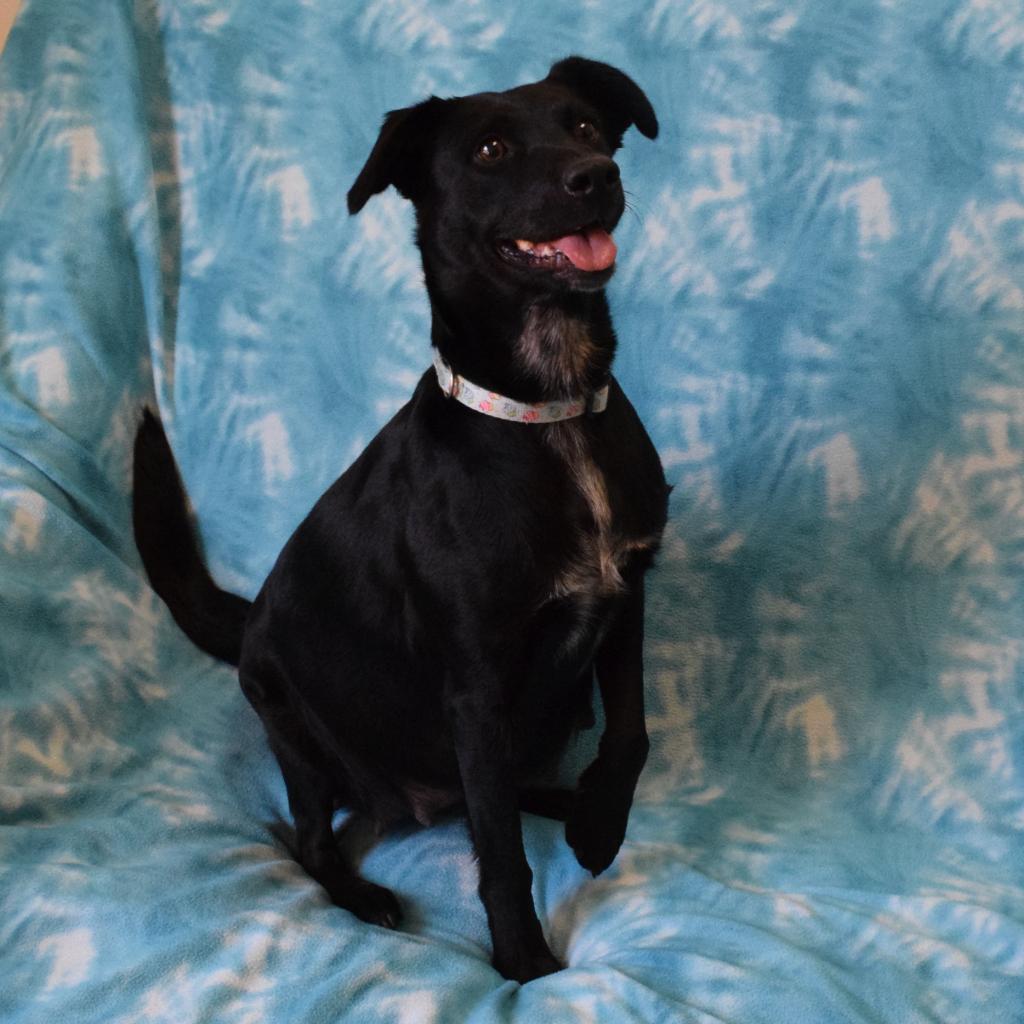 Meadow, a Adoptable Border Collie in Eureka, CA image 4/4