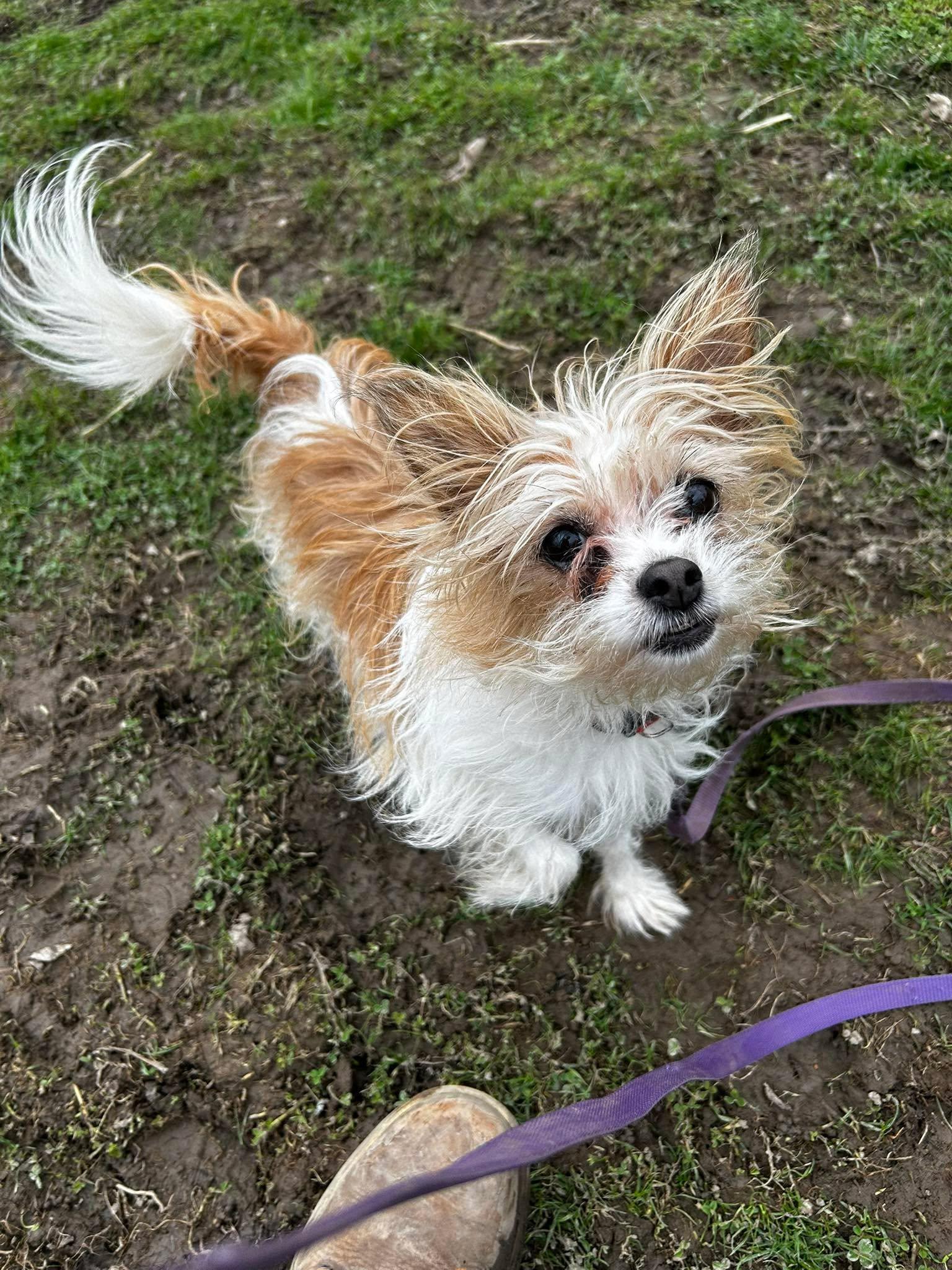 Enlarge Trixie, an adopted mixed breed in Brunswick, OH image 2/4