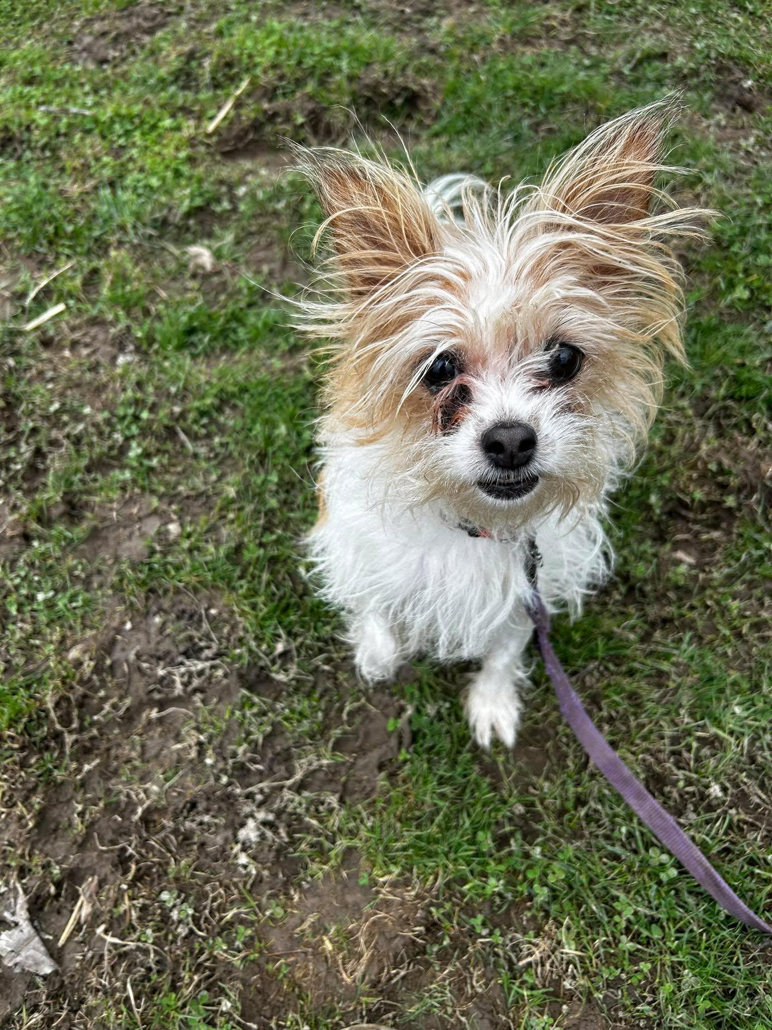 Enlarge Trixie, an adopted mixed breed in Brunswick, OH image 4/4