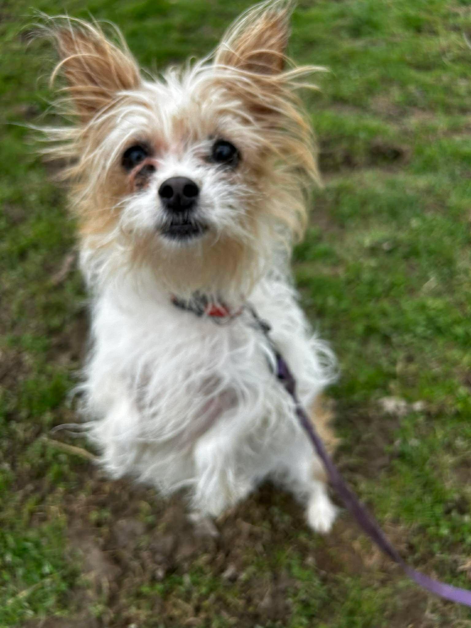 Enlarge Trixie, an adopted mixed breed in Brunswick, OH image 3/4