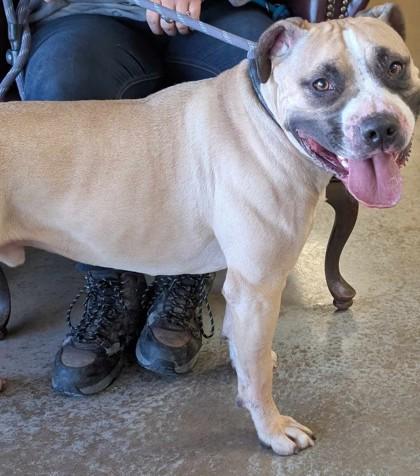 Tanner, Adoptable, Young Male Pit Bull Terrier & Mixed Breed.